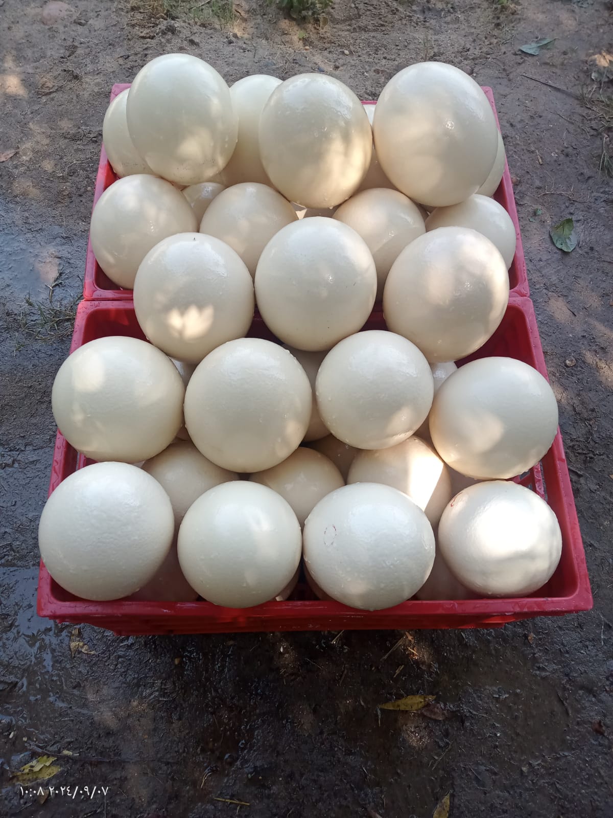 Almanara Exports Gallery Image